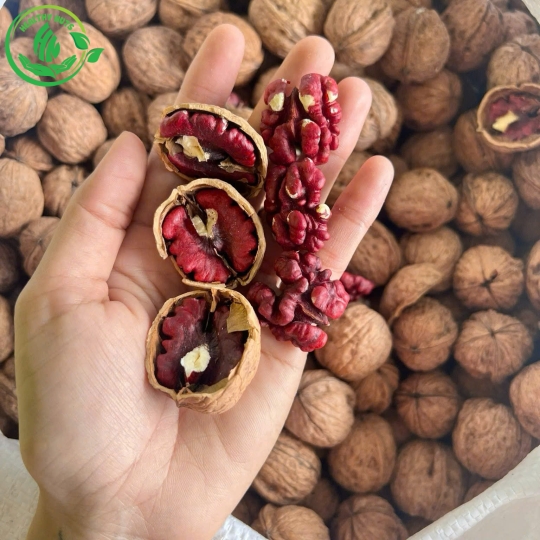 ÓC CHÓ ĐỎ